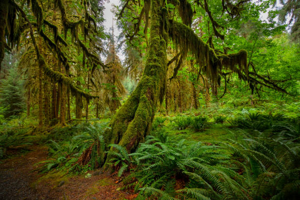 Hall of Mosses at Hoh Rainforest