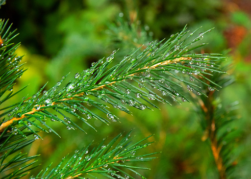 Close up of raindrops on needle tree twig