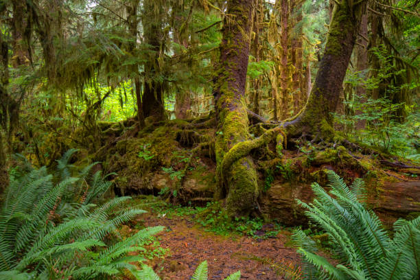 istock Hall of Mosses at Hoh Rainforest 1795782250