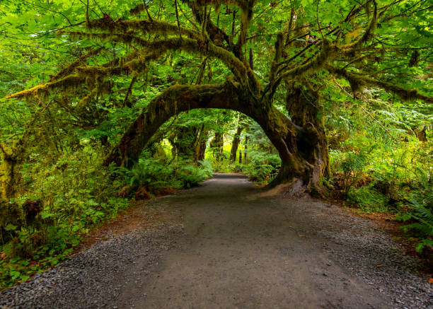 Hall of Mosses at Hoh Rainforest