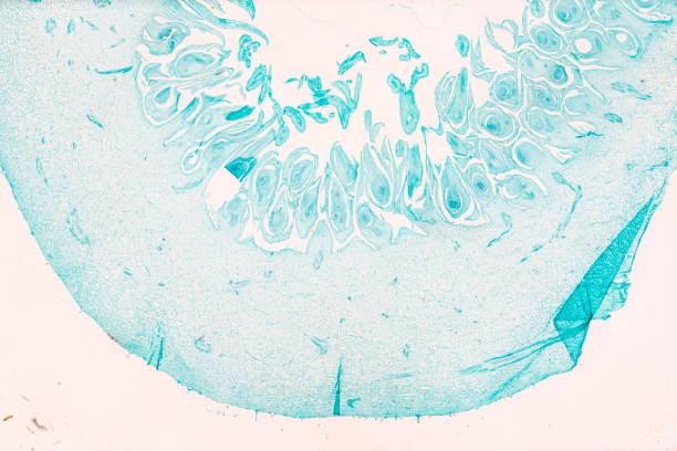 白い背景の光のmircoscopeの下でイチジクカリカtsの植物果実 - educational subject scientific micrograph micro organism medical exam ストックフォトと画像