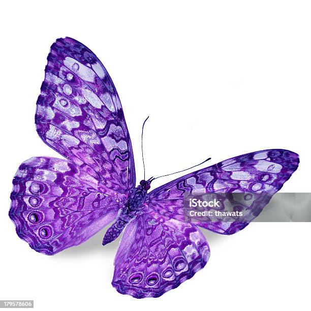 Purplebutterfly - Fotografie stock e altre immagini di Animale - Animale, Bellezza, Blu