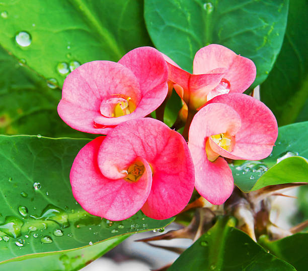 istock Crown of Thorns flower 179578794