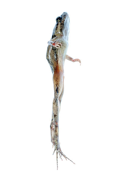 istock animal frog jump 179578874