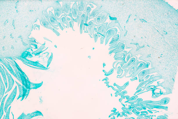 白い背景の光のmircoscopeの下でイチジクカリカtsの植物果実 - educational subject scientific micrograph micro organism medical exam ストックフォトと画像