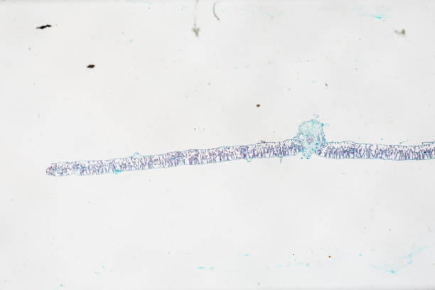 roślina pittospory, liść c.s. pod światłem mirkoskop z białym tłem - ciliata zdjęcia i obrazy z banku zdjęć