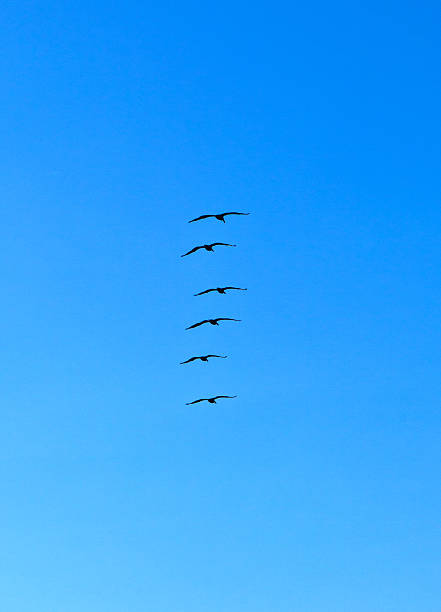 stado z pelikany w powietrzu - bird animal flock of birds number 6 zdjęcia i obrazy z banku zdjęć