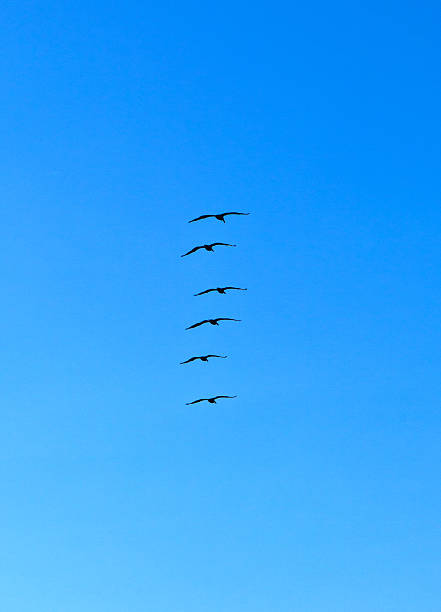 bando de pelicanos no ar - bird animal flock of birds number 6 - fotografias e filmes do acervo