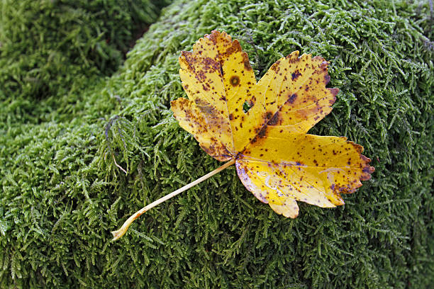 maple leaf - foto’s van aarde stockfoto's en -beelden