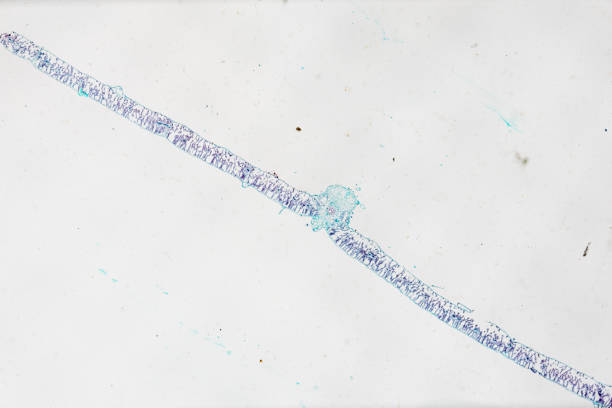 View of natural patterns under a microscope.