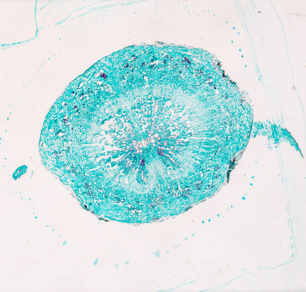 白い背景の明るいmircoscopeの下で植物大根の根の断面図 - educational subject scientific micrograph micro organism medical exam ストックフォトと画像