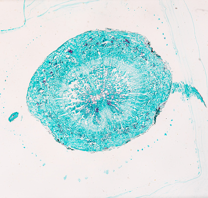 plant radish root cross section under light mircoscope with white background