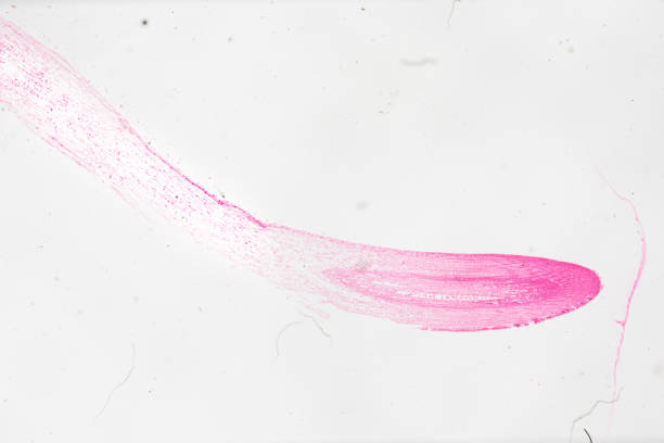 植物ゼアルート、白い背景の光のmircoscopeの下で先端l.s. - educational subject scientific micrograph micro organism medical exam ストックフォトと画像