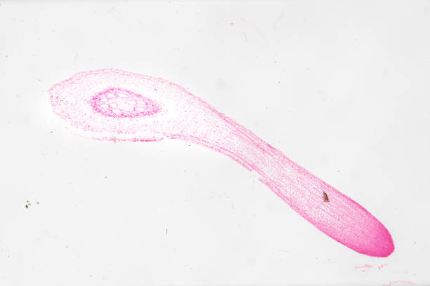 白い背景を持つ光のmircoscopeの下でソラマメcsの植物の若い根 - educational subject scientific micrograph micro organism medical exam ストックフォトと画像