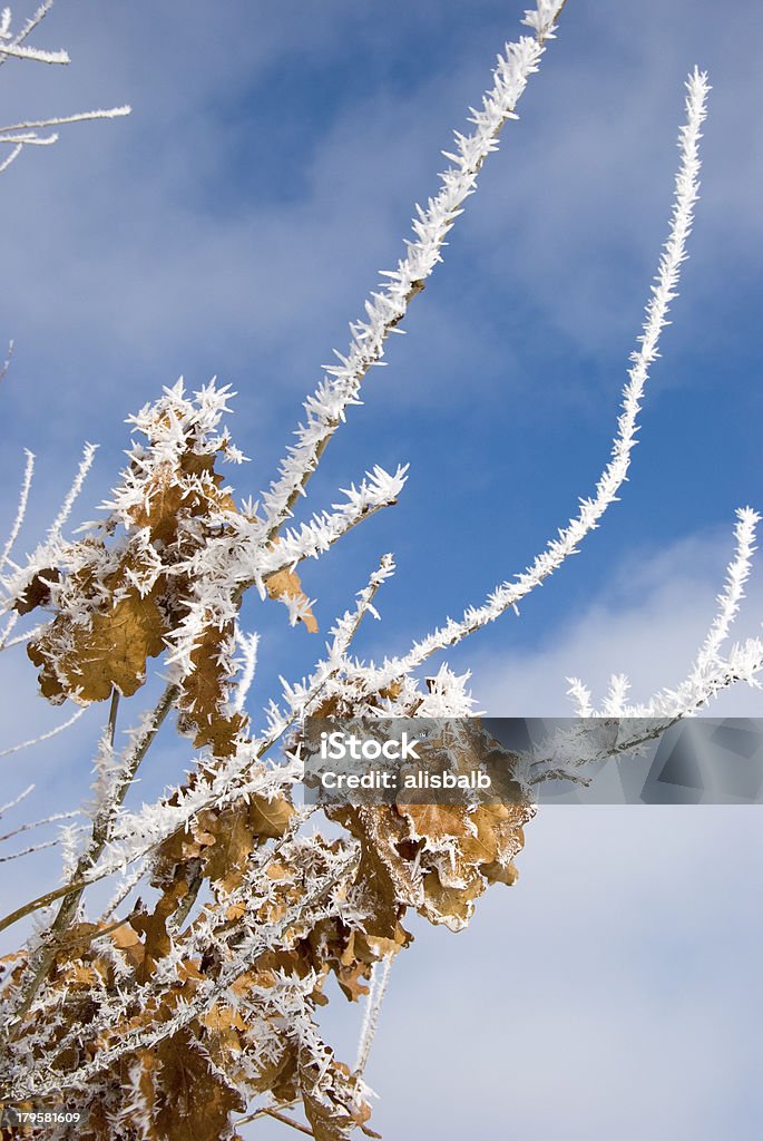 Branco hoar em galhos de árvore de inverno - Foto de stock de Abstrato royalty-free