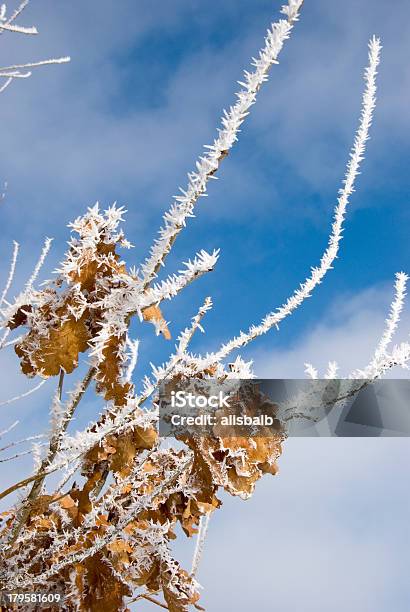 Foto de Branco Hoar Em Galhos De Árvore De Inverno e mais fotos de stock de Abstrato - Abstrato, Artigo de decoração, Fotografia - Imagem