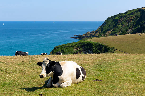Cow in a field and view of the Cornish coast in Cornwall England UK