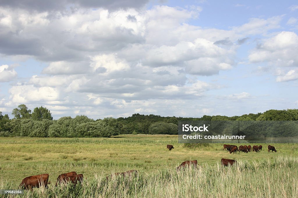 Encuesta sobre Snape pantanos rojo - Foto de stock de Aire libre libre de derechos
