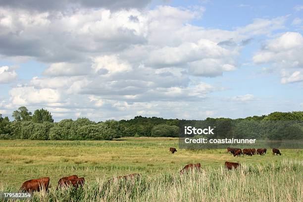 Encuesta Sobre Snape Pantanos Rojo Foto de stock y más banco de imágenes de Aire libre - Aire libre, Carne de vaca, Carrizo - Hierba