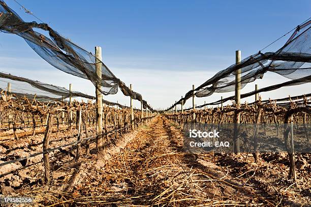 Foto de Vinhedo Recentemente Pruned e mais fotos de stock de Agricultura - Agricultura, Ajardinado, Amarelo