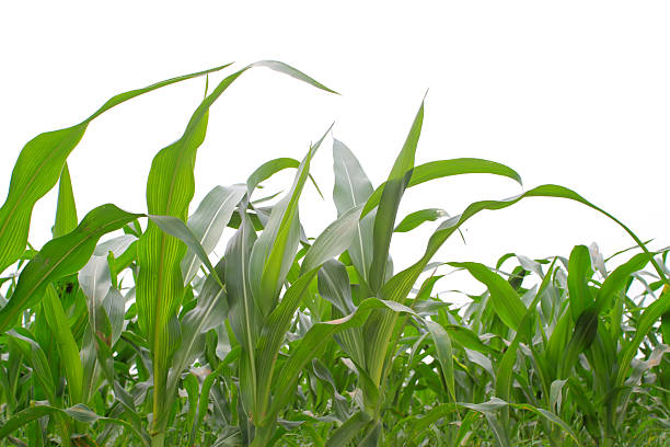 istock closeup pictures of maize leaf 179582869