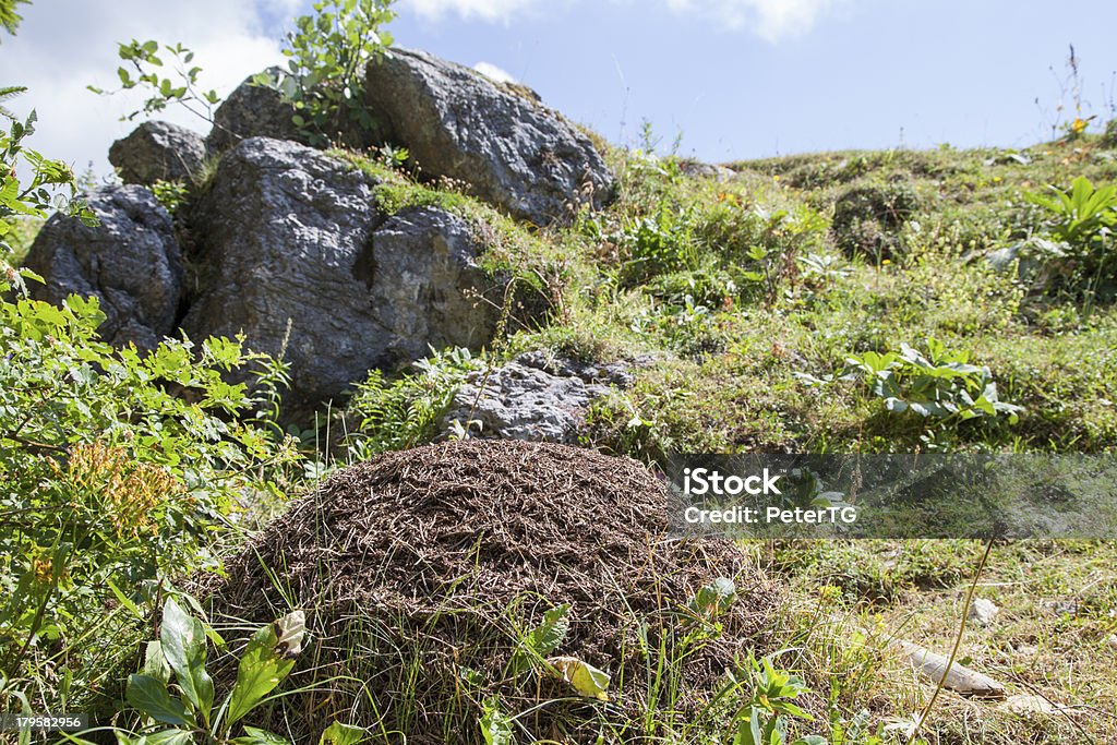 Big Formigueiro nas montanhas, close-up - Foto de stock de Animal selvagem royalty-free