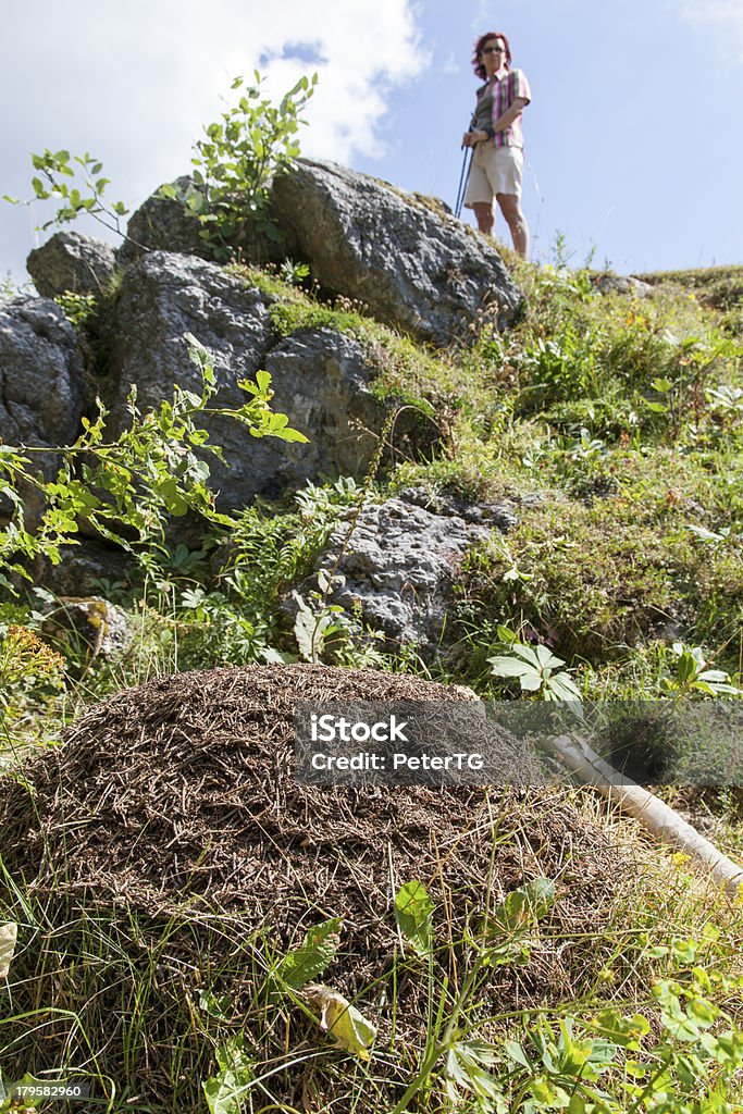 Женщина Смотреть большой Муравейник в горы - Стоковые фото Активный образ жизни роялти-фри