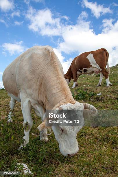 Vacas Em Pastagens De Montanha Nos Alpes - Fotografias de stock e mais imagens de Agricultura - Agricultura, Ajardinado, Alpes Europeus