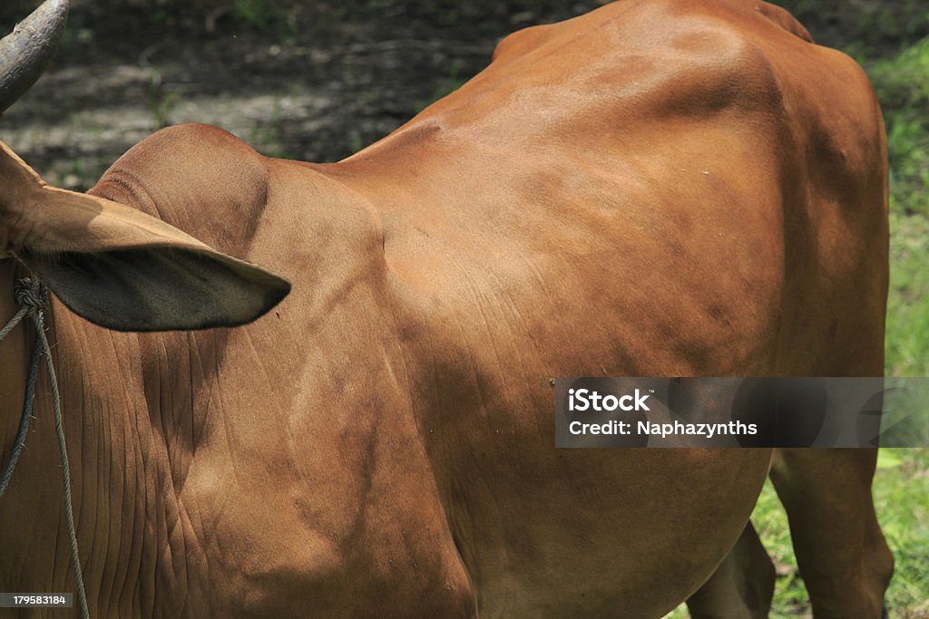 Red bull - Royalty-free Agricultor Foto de stock