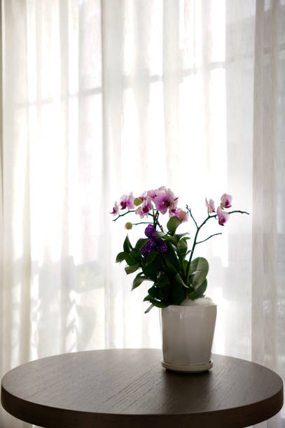 istock Beautiful purple orchid pot on a table next to window with while voile curtain 1795832099