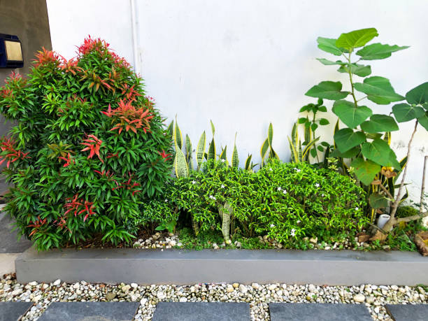 istock bunch of outdoor plants 1795834139