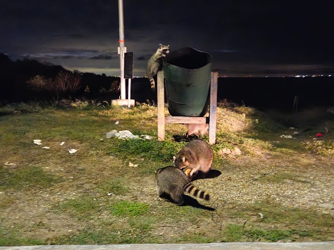 Group Of Racoons Picking Through Trash From A Trash Can