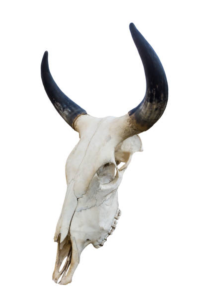 istock Skull cow isolated on white background 1795841875