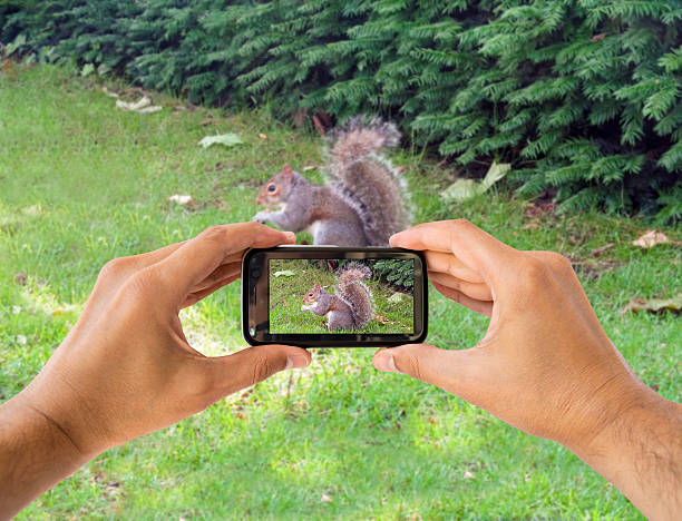 istock photographing a squirre 179584495