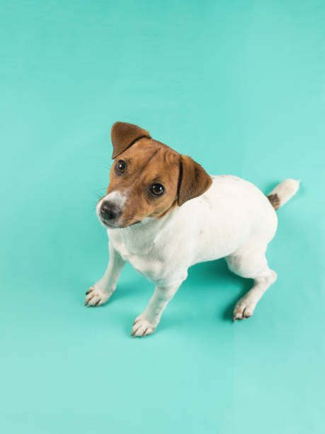 istock Jack Russell Terrier looking up on a turquoise background. 1795850839