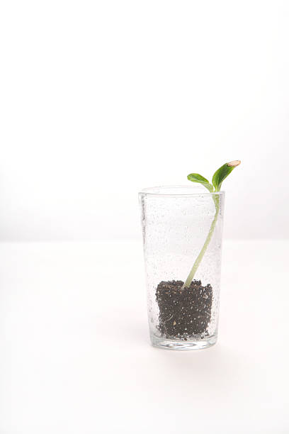 istock Green pumpkin sprout in the glass on white side view 179585120
