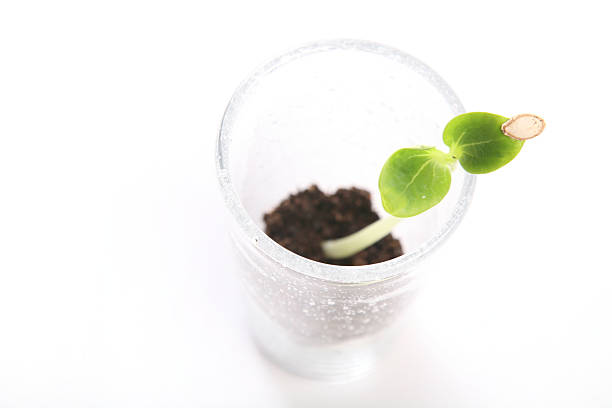 istock Green pumpkin sprout from above horizontal 179585418