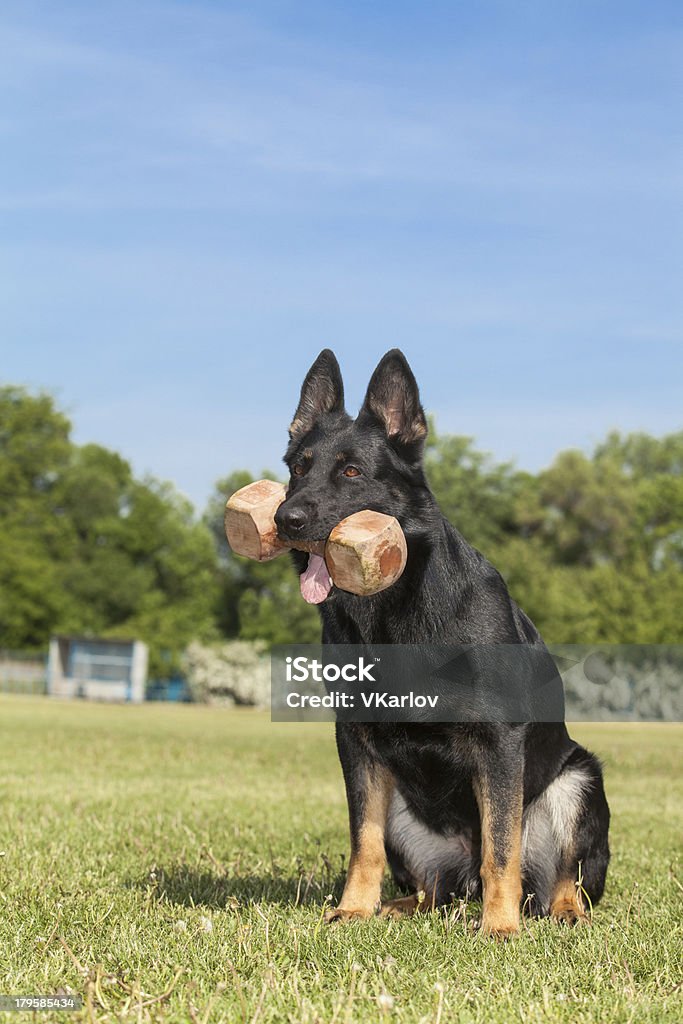 Deutscher Schäferhund Hund auf grünem Gras - Lizenzfrei Deutscher Schäferhund Stock-Foto