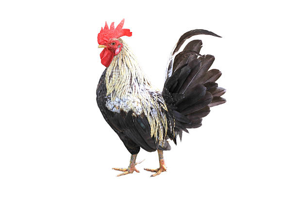 istock Bantam male with beautiful feathers, Isolated on white background. 179585879