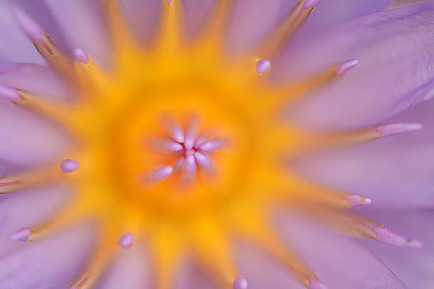 istock Lotus Flower Close Up 179586627