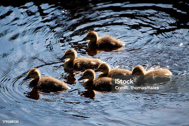 Photo libre de droit de Natation Ducklings banque d'images et plus d'images libres de droit de Amitié - Amitié, Anatidé, Animaux à l'état sauvage