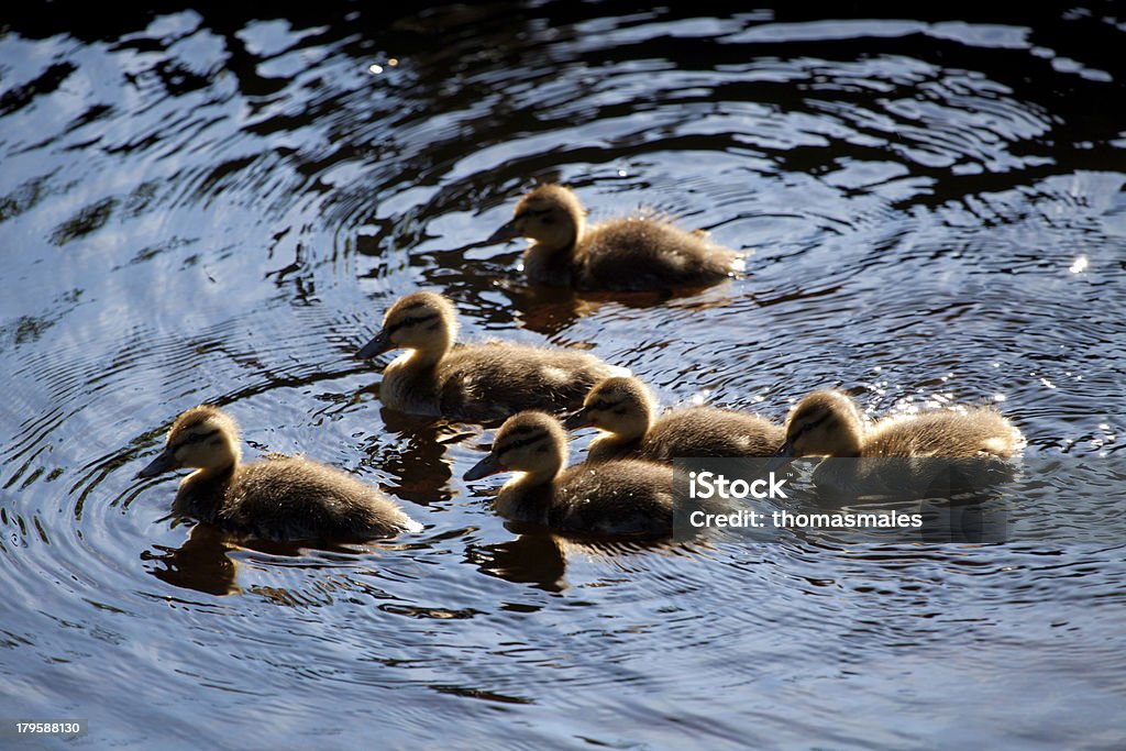 Nadar ducklings - Royalty-free Amizade Foto de stock