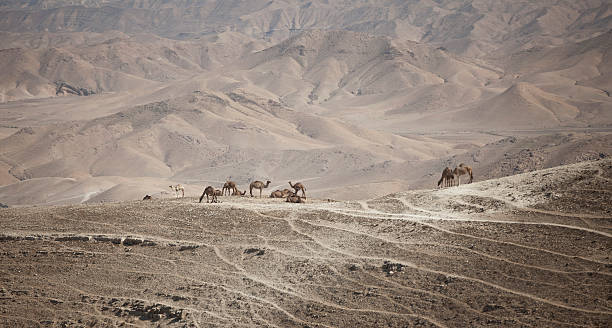 Camelos no Deserto - fotografia de stock