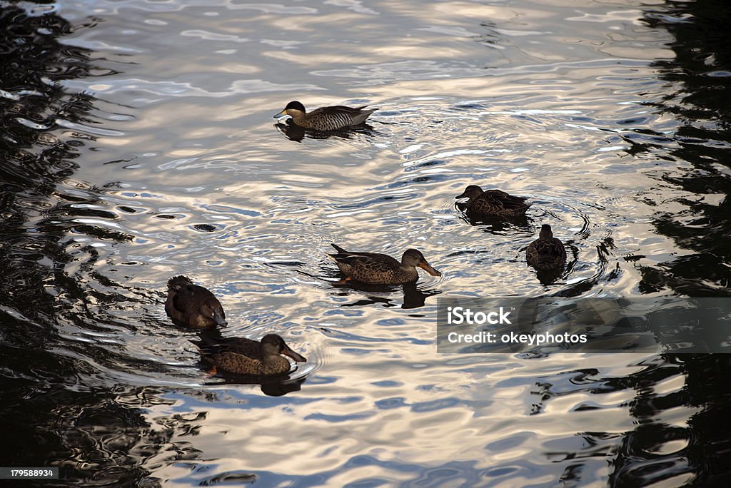Ducks de la piscine - Photo de Activité libre de droits