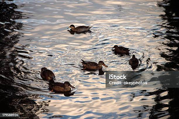 Anatre Di Nuoto - Fotografie stock e altre immagini di Acqua - Acqua, Ambientazione esterna, Ambientazione tranquilla