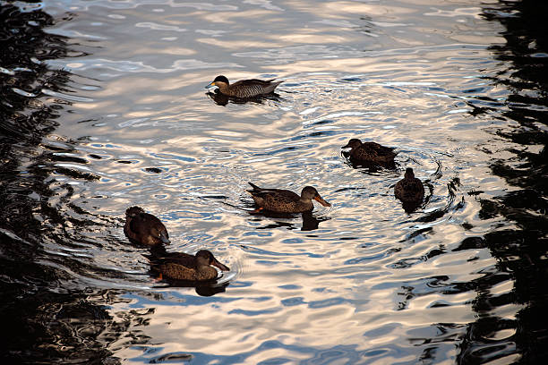 Ducks swimming ducks are swimming in the lake, reflection, Regents Park in London. bucephala clangula uk stock pictures, royalty-free photos & images