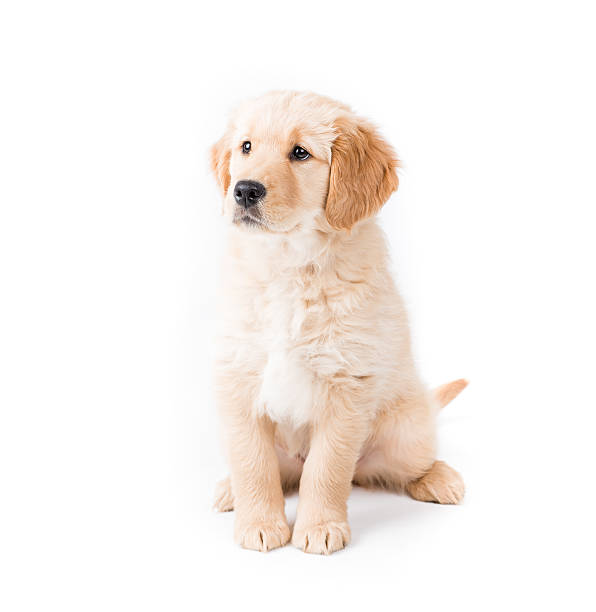 istock Retriever Puppy Sitting Looking Left 179589780