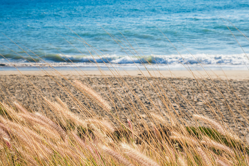 Tall Grass overlooking a Sandy Beach in California, USA