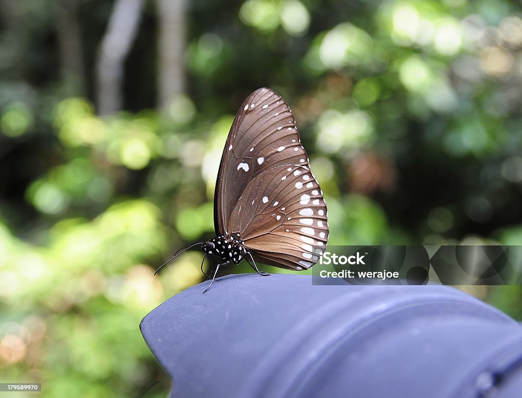 Beau papillon sur la lentille de la caméra - Photo de Appareil photo libre de droits