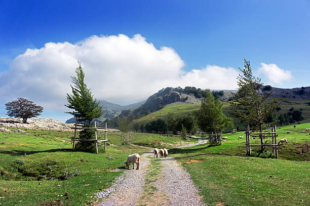 sheep grazing on the countryside
